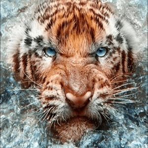 Meet your Posher, Cesar